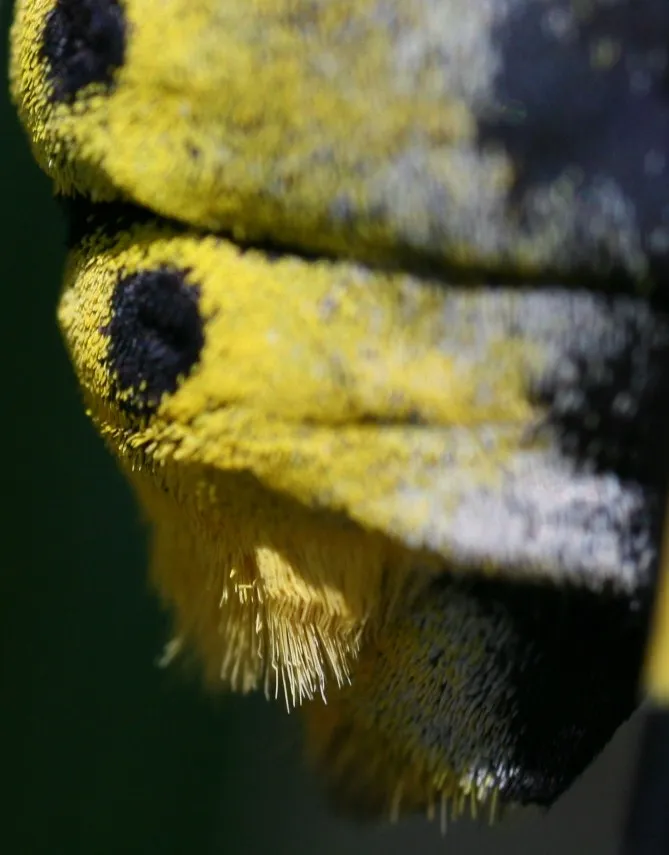 Too Close for Comfort: How Extreme Close-Ups Weaponize the Human Face
